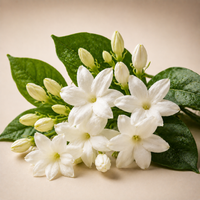 Jasmine