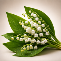 Lily-of-the-Valley